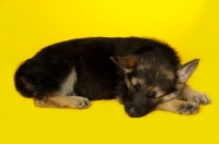 Picture of German Shepherd (aka Alsatian) puppy on yellow background
