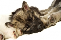 Picture of German Shepherd (aka Alsatian) puppy sleeping