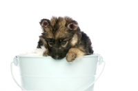Picture of German Shepherd (aka Alsatian) puppy on bucket