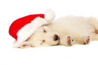 Picture of German Shepherd (aka Alsatian) puppy laid asleep wearing a Christmas hat