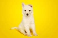 Picture of German Shepherd (aka Alsatian) puppy sat on a yellow background