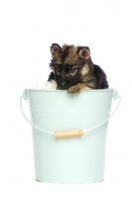 Picture of German Shepherd (aka Alsatian) puppy on bucket