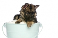 Picture of German Shepherd (aka Alsatian) puppy, on bucket, looking down