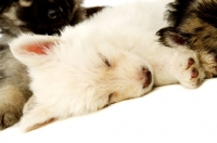 Picture of German Shepherd (aka Alsatian) puppy laid asleep