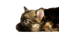 Picture of German Shepherd (aka Alsatian) puppy