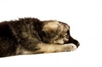 Picture of German Shepherd (aka Alsatian) puppy rsting