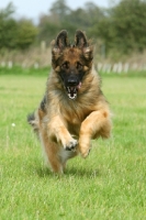 Picture of German Shepherd (alsatian) running