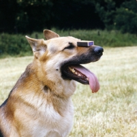 Picture of german shepherd balancing a matchbox on his nose