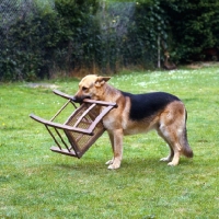 Picture of german shepherd carrying a chair