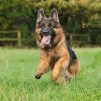 Picture of german shepherd dog , alsation, running through a field towards camera