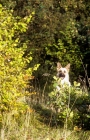 Picture of german shepherd dog almost concealed behind oak tree