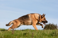 Picture of German Shepherd Dog (Alsatian), concentrating