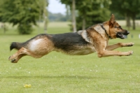 Picture of German Shepherd Dog (Alsatian), flying through the air