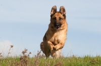 Picture of German Shepherd Dog (Alsatian) in motion