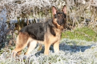 Picture of German Shepherd Dog (Alsatian) in frost