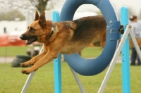 Picture of German Shepherd Dog (Alsatian) jumping through ring