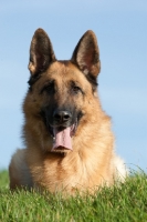 Picture of German Shepherd Dog (Alsatian), lying down