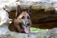 Picture of German Shepherd Dog (Alsatian) looking out of log