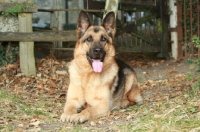 Picture of German Shepherd Dog (Alsatian) lying down