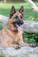 Picture of German Shepherd Dog (Alsatian) on log