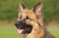 Picture of German Shepherd Dog (Alsatian), portrait