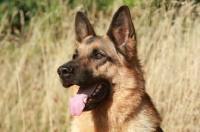 Picture of German Shepherd Dog (Alsatian) portrait