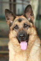 Picture of German Shepherd Dog (Alsatian), portrait