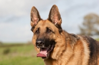 Picture of German Shepherd Dog (Alsatian), portrait