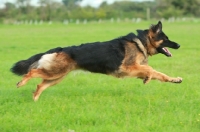 Picture of German Shepherd Dog (Alsatian), running