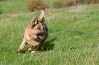 Picture of German Shepherd Dog (Alsatian) running on grass
