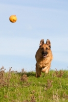 Picture of German Shepherd Dog (Alsatian) retrieving ball