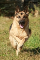 Picture of German Shepherd Dog (Alsatian) running