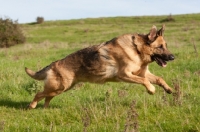 Picture of German Shepherd Dog (Alsatian) running in field