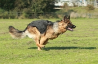 Picture of German Shepherd Dog (Alsatian) running