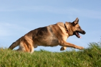 Picture of German Shepherd Dog (Alsatian)