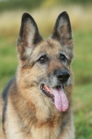 Picture of German Shepherd Dog (Alsatian)