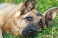 Picture of German Shepherd Dog (Alsatian)