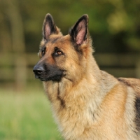 Picture of german shepherd dog alsation head and shoulders
