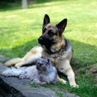 Picture of german shepherd dog and smoke long hair cat together