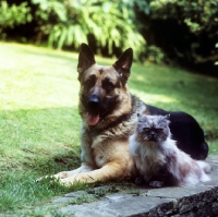 Picture of german shepherd dog and smoke cat together