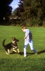 Picture of german shepherd dog at play with his young owner