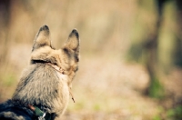 Picture of German Shepherd Dog, back view