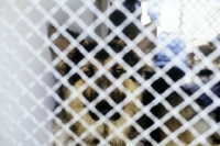 Picture of german shepherd dog behind bars