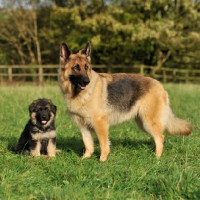 Picture of german shepherd dog bitch and her puppy
