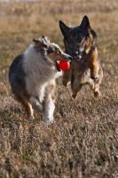 Picture of German Shepherd Dog chasing Australian Shepherd