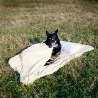Picture of german shepherd dog covering himself with a duvet
