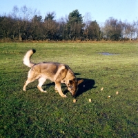 Picture of german shepherd dog doing a scent test