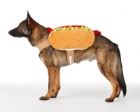 Picture of German Shepherd Dog dressed up as a hot dog
