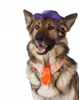 Picture of German Shepherd Dog dressed up