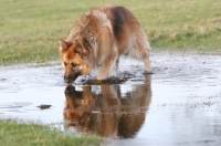 Picture of German Shepherd Dog drinking water